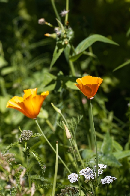 Jardin Botanique de la Bastide-050
